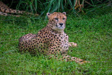 The cheetah is a stunningly elegant