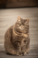 Vertical portrait of a domestic cat on the porch
