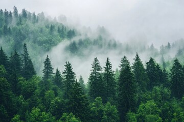 Misty Forest Landscape © vanzerim