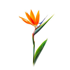 Obraz premium Vibrant Bird of Paradise Flower on a transparent background