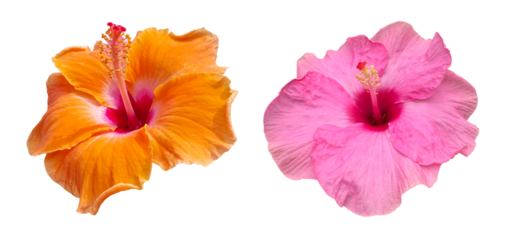 Hibiscus flowers isolated on transparency background