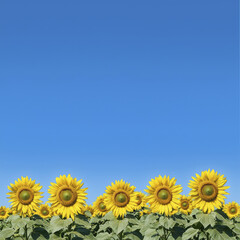 Fototapeta premium A vibrant field of sunflowers growing organically under clear blue sky, radiating warmth and joy.