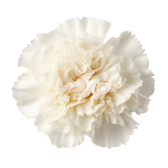Beautiful carnation flower isolated on white