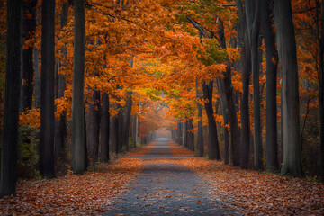 Obraz premium Enchanting Autumn Walk: Pathway Through Vibrant Fall Foliage and Majestic Trees