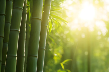 Obraz premium Tranquil Bamboo Forest: Serene Nature Landscape with Sunlight Filtering Through Green Stalks