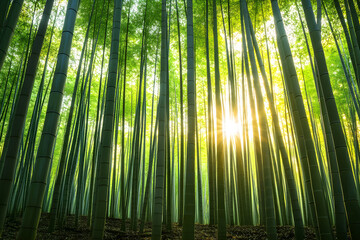 Fototapeta premium Tranquil Bamboo Forest: Serene Nature Landscape with Sunlight Filtering Through Green Stalks