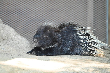 動物園のヤマアラシ