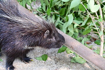 動物園のヤマアラシ