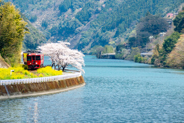 球磨川に沿って走る肥薩線の気動車を満開の桜とともに撮る