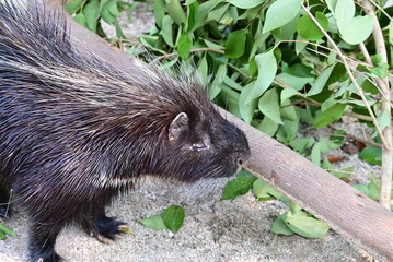 動物園のヤマアラシ