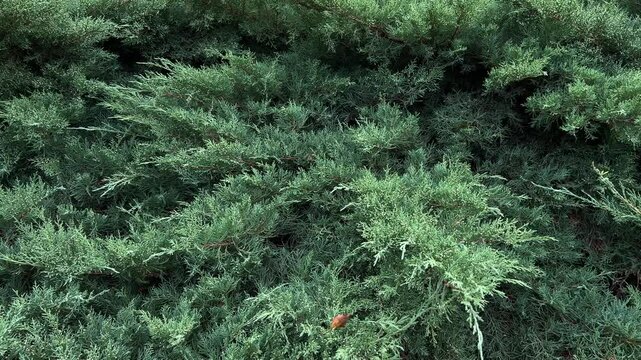 low growing juniper bush