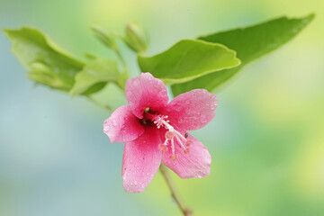 The beauty of a pink hibiscus flower that are in full bloom. This beautiful flowering plant has the scientific name Hibiscus rosasinensis.