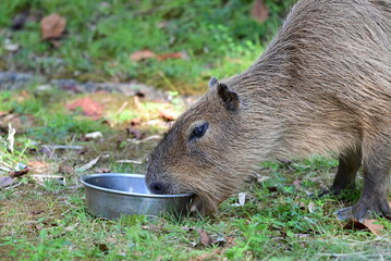食事中のカピバラ