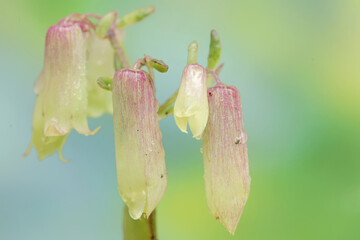 The beauty and elegance of cathedral bells flowers. This exotic plant has the scientific name Kalanchoe pinnata.