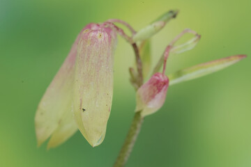 The beauty and elegance of cathedral bells flowers. This exotic plant has the scientific name Kalanchoe pinnata.