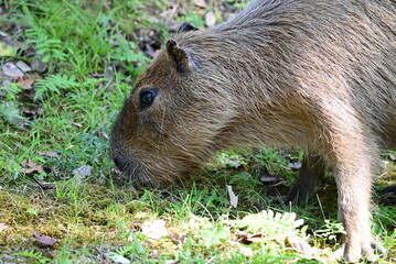 食事中のカピバラ