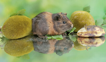 An adult guinea pig eats a ripe banana fruit that has fallen to the ground. This rodent mammal has the scientific name Cavia porcellus.