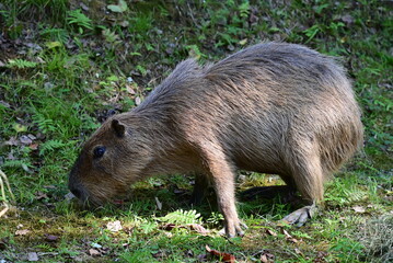 食事中のカピバラ