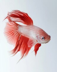 Fototapeta premium the Delta Betta Fish, portrait view, white copy space on right, Isolated on white Background