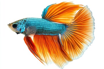 Fototapeta premium the beside view double Tail Betta Fish, left side view, white copy space on right,, Isolated on White Background