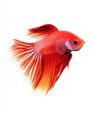 Fototapeta premium the Plakat BettaFish, portrait view, white copy space on right, Isolated on white Background