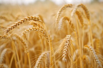 Fototapeta premium Ripening yellow wheat ears in a field of mature crops during summer season. Warm sunlight shines on the golden crop, highlighting its growth and abundance.