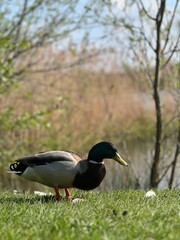 duck in the grass tree stick