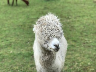 Obraz premium Grass white animal green fur