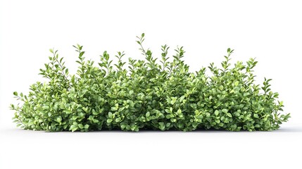 Obraz premium green bush isolated on white background