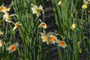 Winter time with its beautiful yellow daffodils.