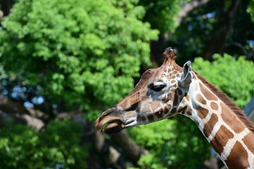 動物園のキリン