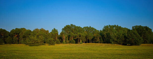 Blue sky, pine forest, green meadow. Panoramic photo.