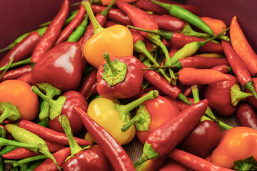 hot peppers pattern red and green assorted vegetables background