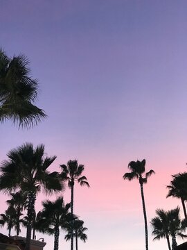 palm trees at sunset