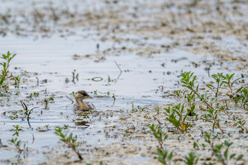 juvenile great grebe on a pond in the Camargue, France