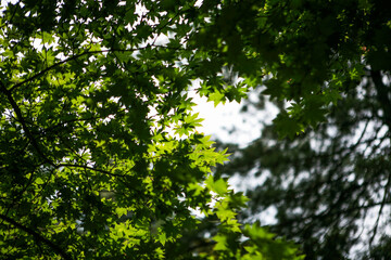 View of the maple leaves on the branches in summer
