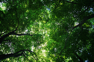 Fototapeta premium Low-angle view of the maple trees in Nami Island