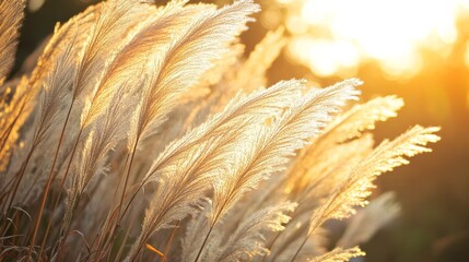Feathery grass stalks tower in prairie