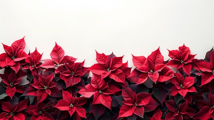 Arrangement of vibrant red poinsettia flowers against a clean white background, ideal for holiday designs and seasonal decorations