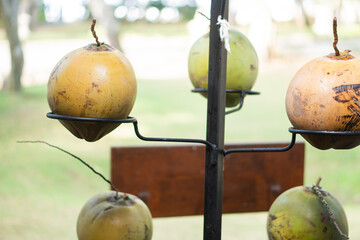 Hanging Gourds Display in Nature