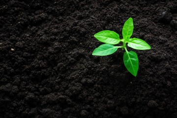 Naklejka premium Young Plant Sprouting from Soil, Symbolizing Growth and Renewal