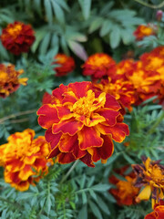 Orange marigold close-up in the park. Marigolds are orange flowers .red in color. Background, place for text. The background for the postcard.