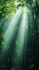 Obraz premium Tranquil Sunlight Through Dense Forest Canopy with Beautiful Dappled Effect and Copy Space Above