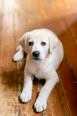 Adorable Labrador puppy lying on wooden floor, ideal for concepts of pet adoption, companionship, and home comfort