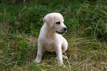 Adorable white Labrador puppy playing in lush green grass, perfect for pet care, adoption campaigns, or National Dog Day celebrations