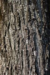 Vertical shot of a tree trunk with detailed bark texture, emphasizing the rugged surface and unique natural patterns, perfect for nature and forestry themes