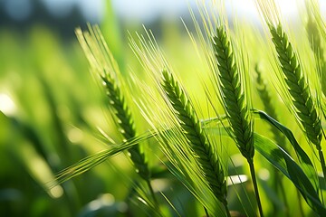 Close up of green ears of wheat on the field. Nature background