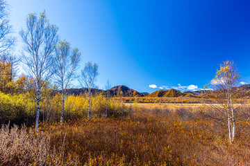 Autumn leaves at Senjogahara in Oku-Nikko (Tochigi Prefecture)