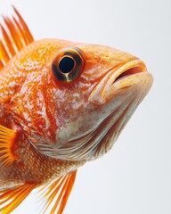 Mystic portrait of Convict Cichlid, isolated on white background