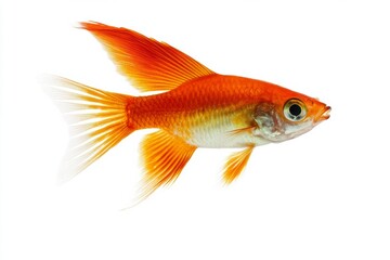 Mystic portrait of Swordtail Fish in studio, isolated on white background